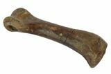 Theropod Toe Bone - Montana #97393-3